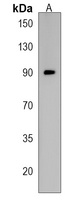 Anti-TAB3 Antibody