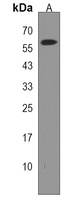 Anti-LIN9 Antibody