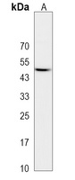 Anti-NEGR1 Antibody