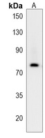 Anti-NCDN Antibody