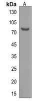 Anti-GPR149 Antibody