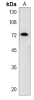 Anti-SF4 Antibody