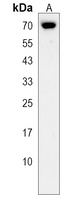 Anti-ASB3 Antibody