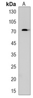 Anti-PRDM8 Antibody