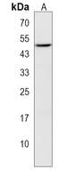 Anti-HAPLN3 Antibody