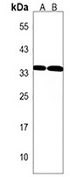 Anti-FRG1 Antibody