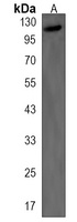 Anti-BEND3 Antibody