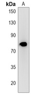 Anti-MPP5 Antibody