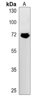 Anti-FNBP1L Antibody