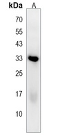 Anti-PLEKHF1 Antibody