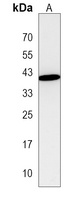 Anti-DND1 Antibody