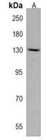 Anti-PDS5A Antibody