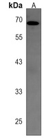 Anti-AIM1L Antibody