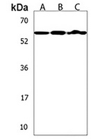 Anti-CD328 Antibody