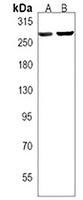 Anti-PIEZO2 Antibody