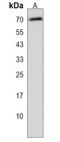 Anti-PLBD2 Antibody