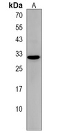 Anti-ZDHHC3 Antibody