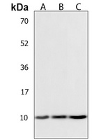 Anti-COX7A1 Antibody