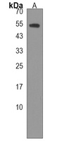 Anti-NTN3 Antibody