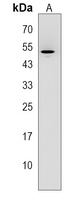 Anti-CDR2 Antibody