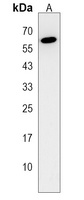 Anti-NELFA Antibody