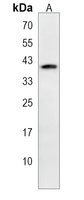 Anti-MORF4L2 Antibody