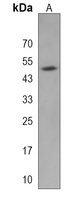 Anti-FAM199X Antibody