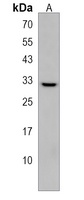 Anti-OR4C12 Antibody