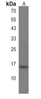 Anti-MYL9 Antibody