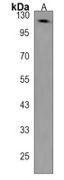 Anti-SEC23IP Antibody