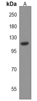 Anti-USP43 Antibody