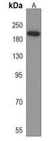 Anti-CD163b Antibody