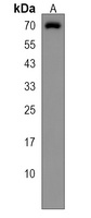 Anti-FAM198B Antibody