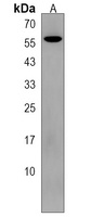 Anti-SPATA18 Antibody