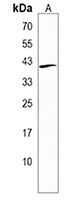 Anti-VASH2 Antibody