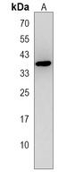 Anti-DNASE1L3 Antibody