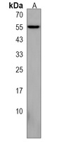 Anti-DEF8 Antibody