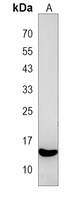 Anti-PIK3IP1 Antibody