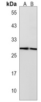 Anti-Histone H1X Antibody
