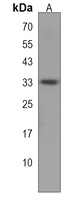 Anti-TRIM34 Antibody