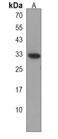 Anti-STX17 Antibody