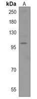 Anti-PCNXL4 Antibody