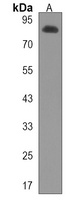 Anti-SIDT2 Antibody