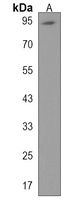 Anti-NSMAF Antibody