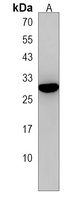 Anti-EMP2 Antibody
