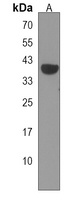 Anti-GRINA Antibody