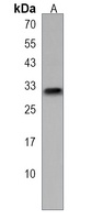 Anti-APOBEC1 Antibody