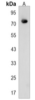 Anti-CASS4 Antibody