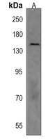 Anti-NPC1 Antibody