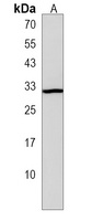 Anti-METTL23 Antibody